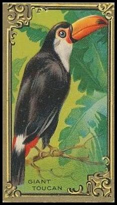 12 Giant Toucan